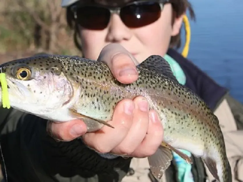 Trout and Perch