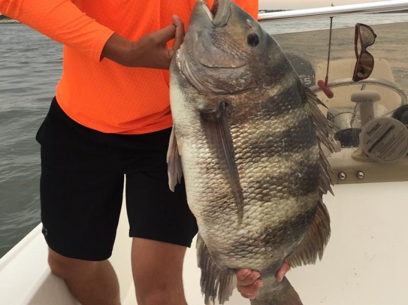 Sykesville resident Robert Martin holding an 18-pound sheepshead