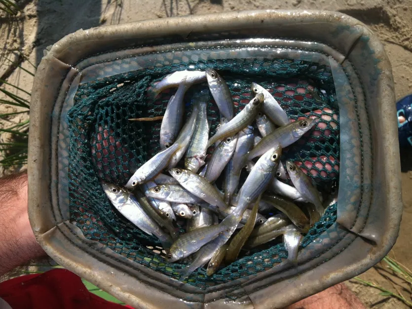 Net full of striped bass