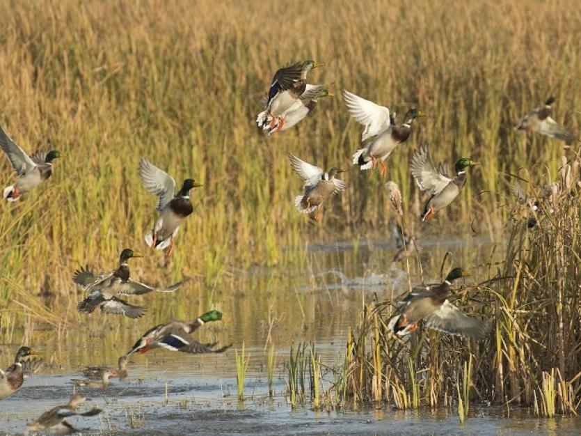 Waterfowl on Maryland’s Eastern Shore