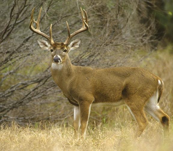 Maryland's Deer Hunting Trail