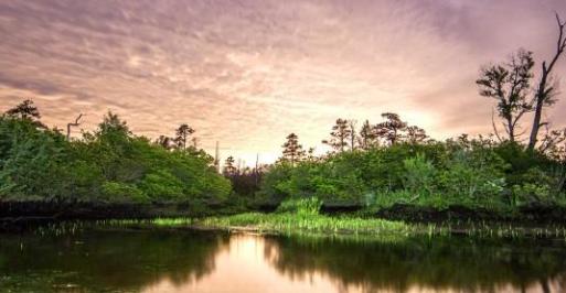 Zekiah Swamp at Sunset