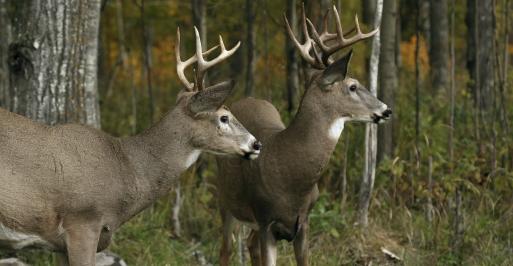 2 deer by the edge of the woods