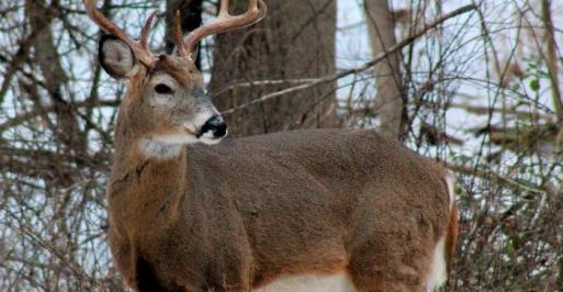 Deer in front of trees
