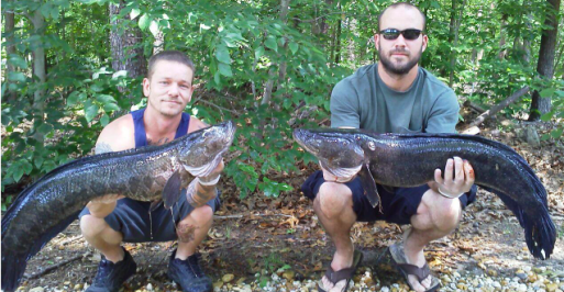 where snakehead can be found