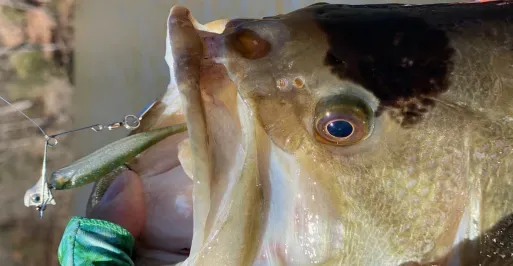 Fish caught from a kayak