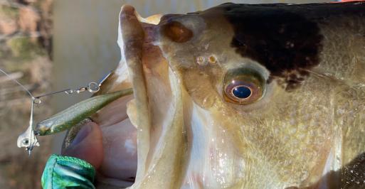Fish caught from a kayak
