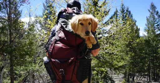 Man caring his dog