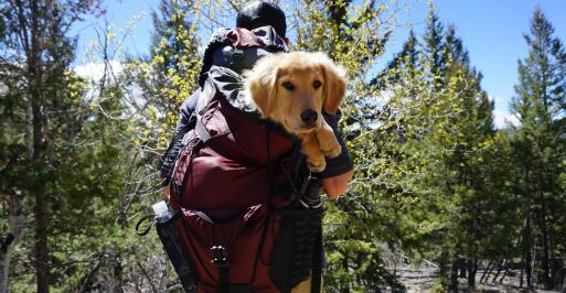 Man caring his dog