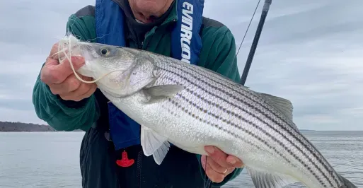 A young striper for Joe Evans