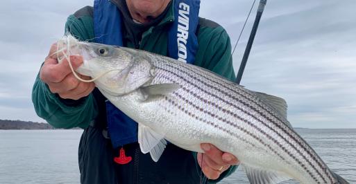 A young striper for Joe Evans