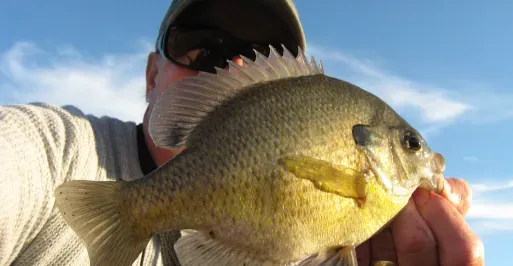 Sunfish