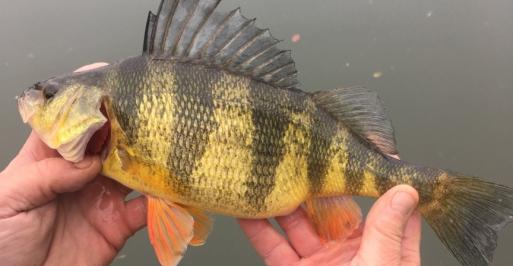 Yellow Perch