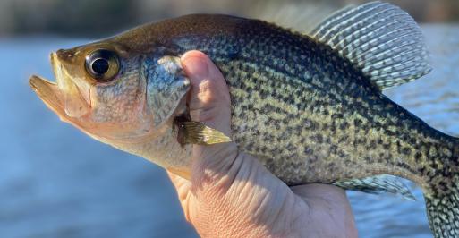 Crappie Johnson’s millpond
