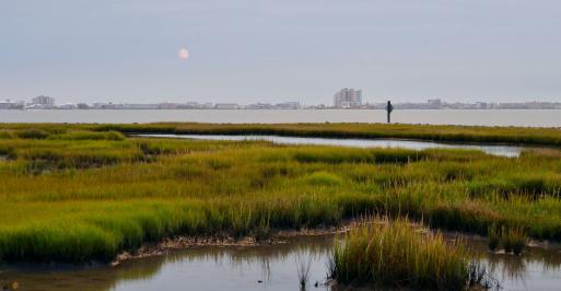 Assawoman Bay Marshes