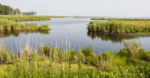 Blackwater National Wildlife Refuge
