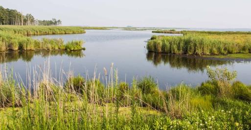 Blackwater National Wildlife Refuge