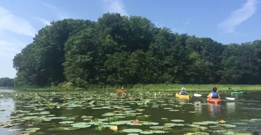 Turners Creek with Lotus