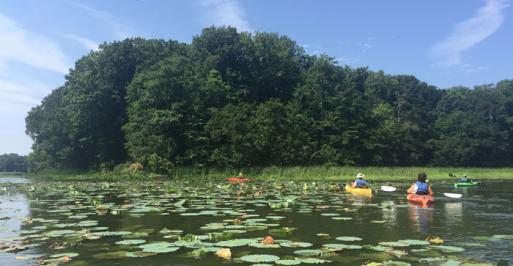 Turners Creek with Lotus