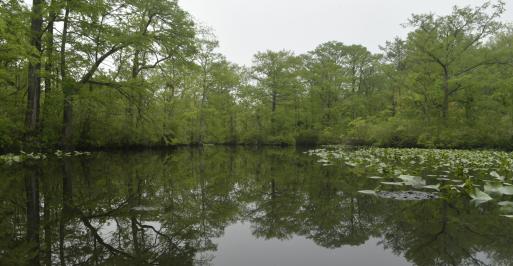 Upper Pocomoke River with Lots of Place to Fly Cast