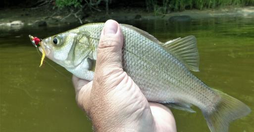 White Perch Caught on Skipton Creek on the Maryland Eastern Shore Mark Bange