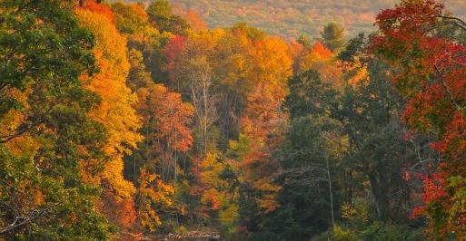 Youghiogheny River in the Fall