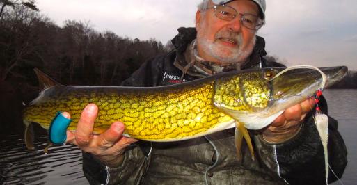 Pickerel