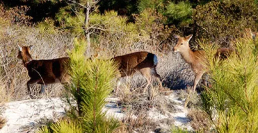 Sika