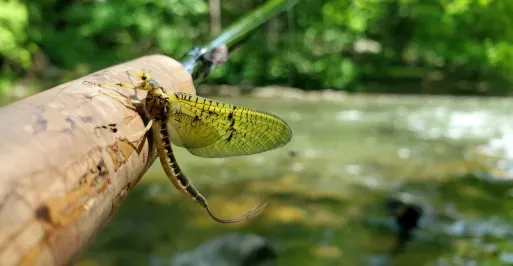 Fly