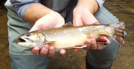 Brook Trout