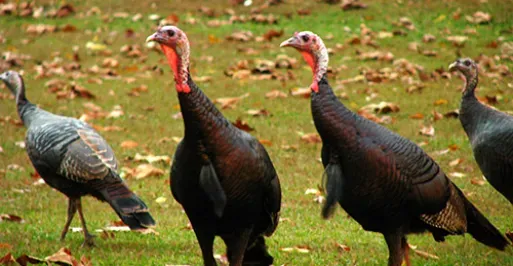 Turkey