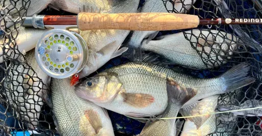 White Perch