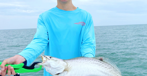 Seatrout