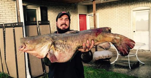 flathead catfish