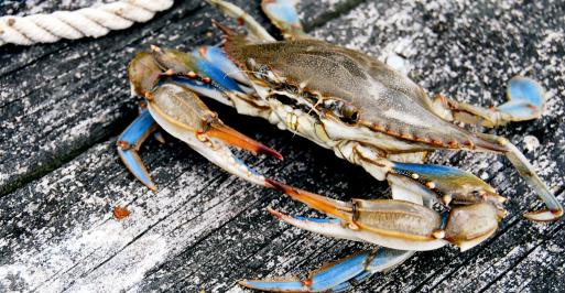 Maryland Blue Crab