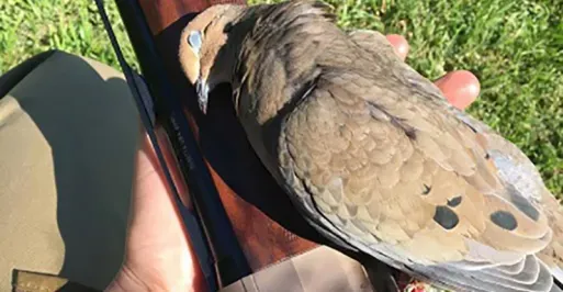 Dove Hunting in MD