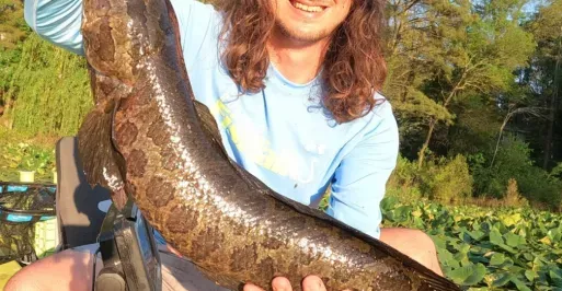 Chesapeake Channa