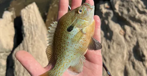 Maryland's Panfish