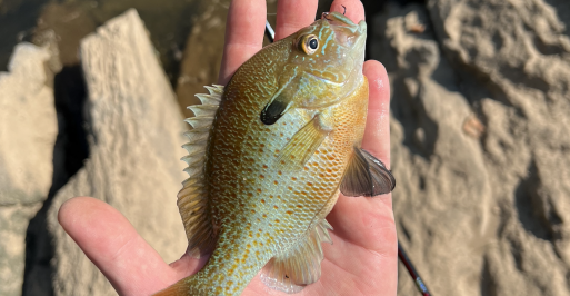 Maryland's Panfish