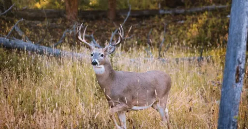 White-tailed Hunt