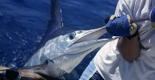 Fisherman pulling in a white marlin