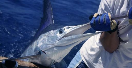 Fisherman pulling in a white marlin