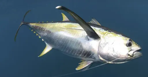 Sport Fish