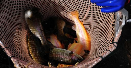 Brown, golden, and rainbow trout in a net