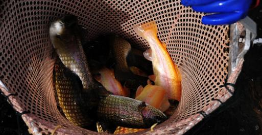 Brown, golden, and rainbow trout in a net