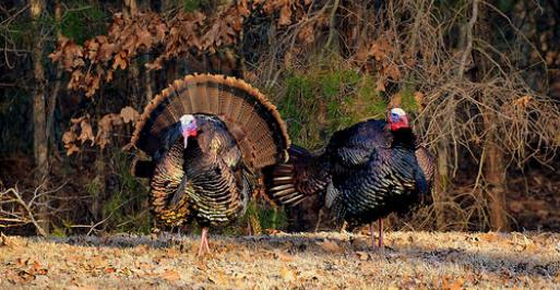 Two turkeys standing in a field