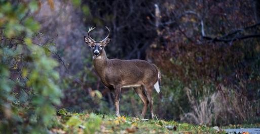 White-tailed buck standing in the grass