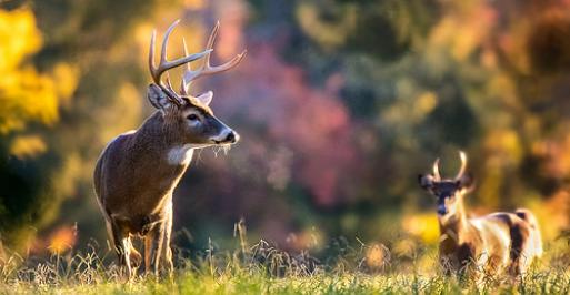 Two bucks standing in a field