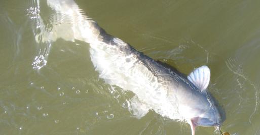 Large catfish being reeled in