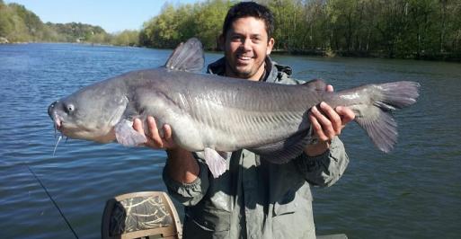 Blue Catfish